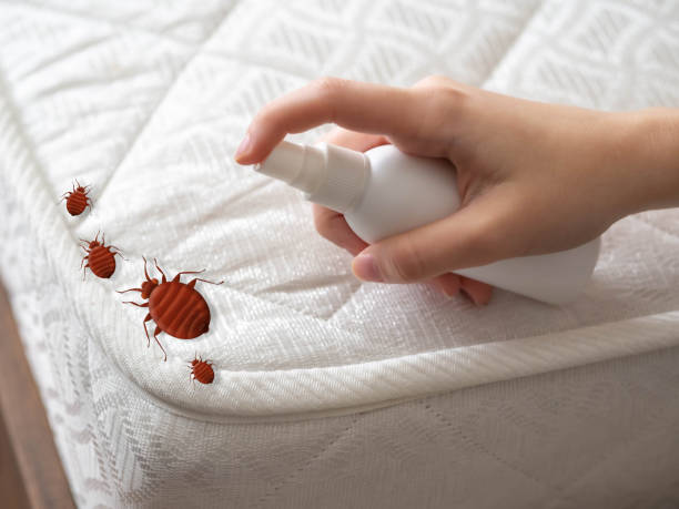 Best Mosquito Control Services  in San Pasqual, CA