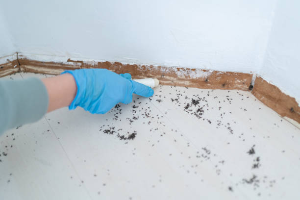 Best Flea Control Services  in San Pasqual, CA